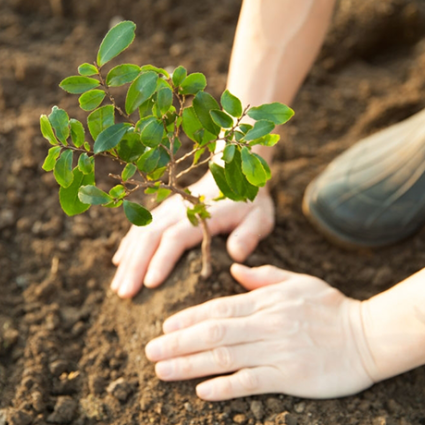 Projeto inicia plantio para restauração florestal na Mata Atlântica