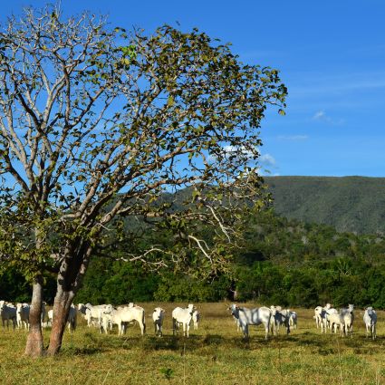 Imaflora submete ao sistema Verra/VCS uma metodologia tropicalizada para medir carbono na produção de pecuária bovina a pasto