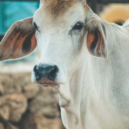 Demanda da China por carne com sustentabilidade pede diálogo e colaboração 