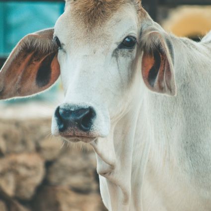 Demanda da China por carne com sustentabilidade pede diálogo e colaboração