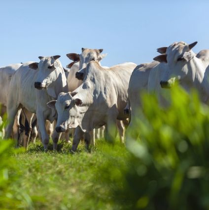 Indústria de carnes amplia adesão a protocolo de monitoramento socioambiental para todo o Brasil