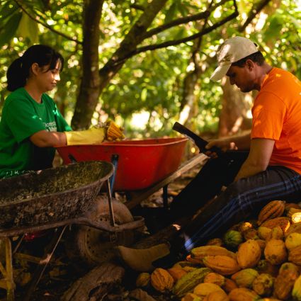 Agroecologia é aliada na produção de cacau e polpa de frutas na Amazônia