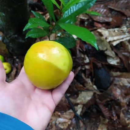 Golosa, o fruto da Amazônia com sabor de conservação