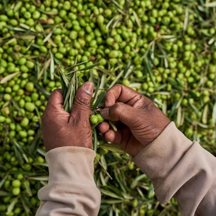 Imaflora realiza primeira certificação Rainforest Alliance do mundo para olivicultura com Orfeu Azeites Especiais