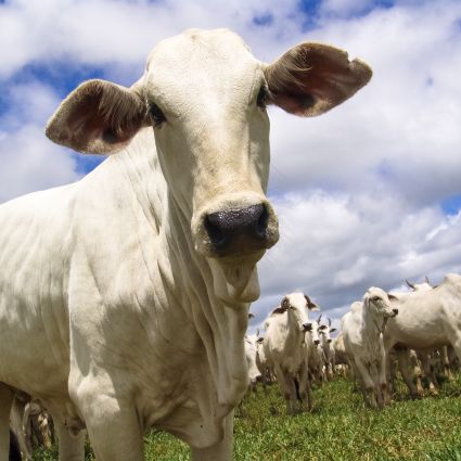 Indústria do couro aprofunda colaboração com cadeia pecuária para promoção da responsabilidade socioambiental