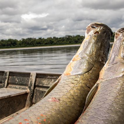 Comércio ético e preço justo da rede Origens Brasil® influencia mercado do pirarucu sustentável na Amazônia