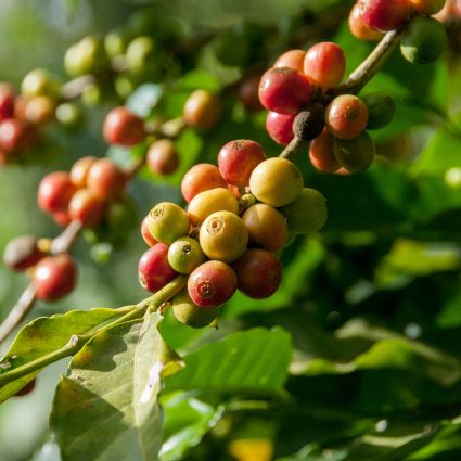 Imaflora promove evento sobre direitos humanos e relações  com fornecedores nas cadeias agropecuárias