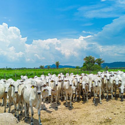 Política Nacional de Rastreabilidade: oportunidade real para o agro brasileiro e para o controle do desmatamento no País