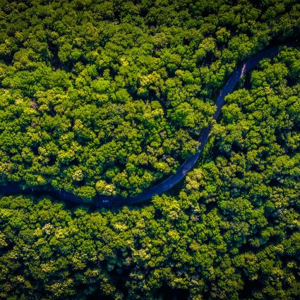 Manejo comunitário e familiar na Amazônia: a floresta em pé