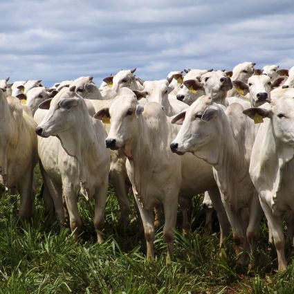 Protocolo define compromissos ambientais para a pecuária no Cerrado