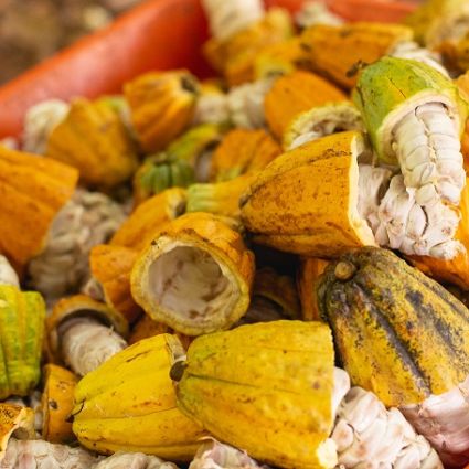 Fomento às cadeias produtivas da sociobiodiversidade transforma vidas em São Félix do Xingu