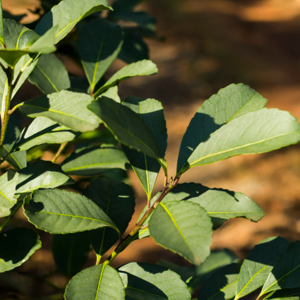 Imaflora realiza primeira certificação Rainforest Alliance do Brasil para erva-mate