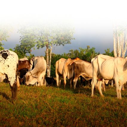 Cinco anos de Boi na Linha – Grandes avanços e muitos desafios