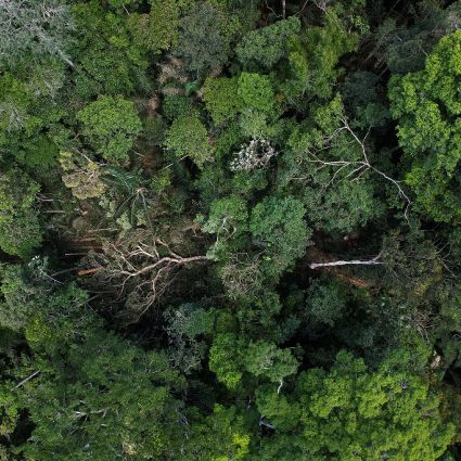 Parceria com Serviço Florestal Brasileiro alavancará concessões florestais na Amazônia