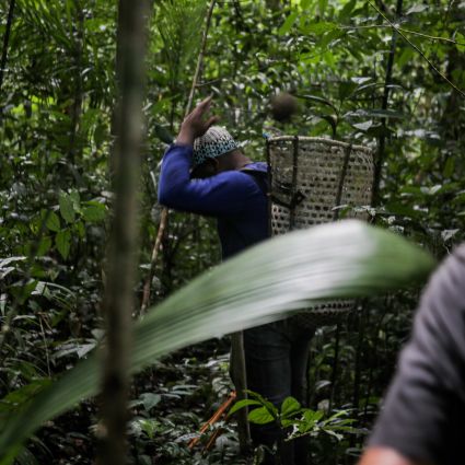 Sociobioeconomia e Inovação Social que vêm de dentro da floresta