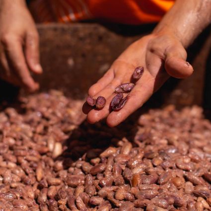 Sistemas alimentares tradicionais da Amazônia ajudam a diminuir o consumo de ultraprocessados nas escolas e geram renda local