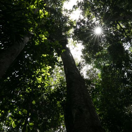 A inovação que vem das florestas