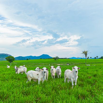 2ª edição dos Diálogos Boi na Linha aponta caminhos para superar desafios e promover o desenvolvimento da pecuária em Mato Grosso