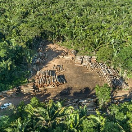 Extração ilegal de madeira aumentou 19% na Amazônia