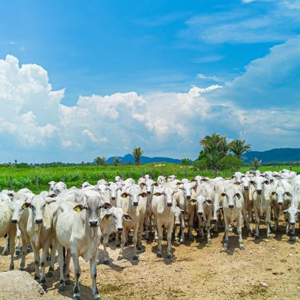 CICB e Imaflora firmam parceria para fortalecer a sustentabilidade nas cadeias do couro e da carne no Brasil