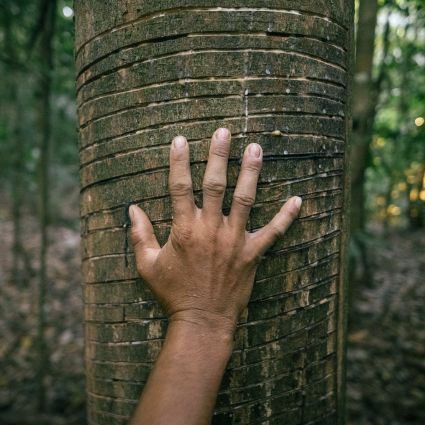 Imaflora vai à COP 16 acompanhar as discussões sobre mecanismos de financiamento para a conservação da biodiversidade
