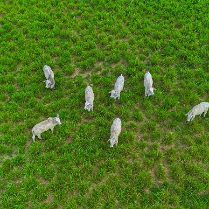 Imaflora apresentará Boi na Linha na Exposição Internacional de Importação da China (CIIE)