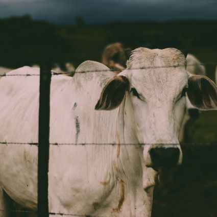 SEEG - Agropecuária foi o setor que mais aumentou emissões de gases do efeito estufa em 2023