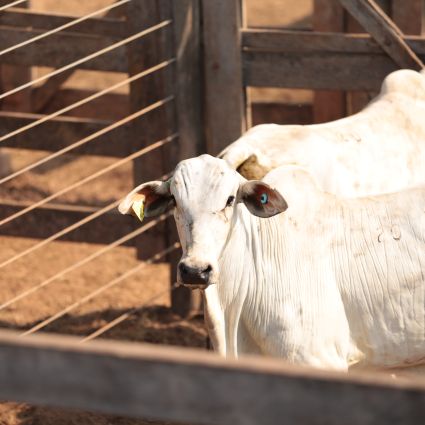 Plano Nacional de Rastreabilidade é lançado e traz diretrizes para controle de todo o rebanho nacional de bovinos