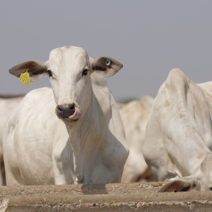 Rumo a uma Pecuária Sustentável: Diálogo, Políticas Públicas e Incentivos Inovadores