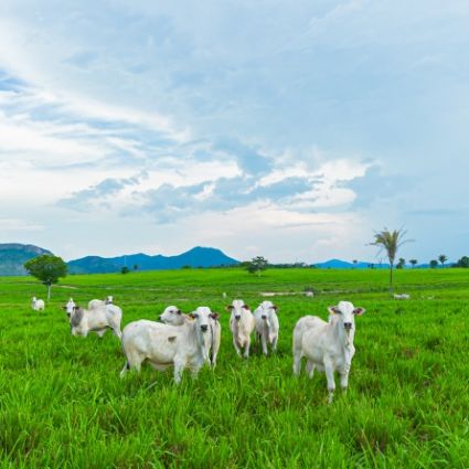 Caminhos para Sustentabilidade e Transparência na Cadeia Produtiva da Pecuária Brasileira