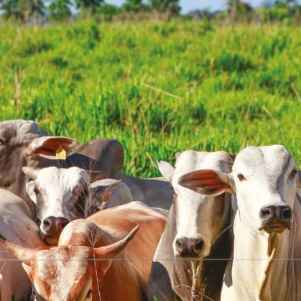 Pecuaristas bloqueados: caminhos para a reintegração ao mercado