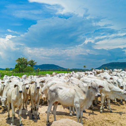 Agenda global, ação local: a influência internacional na produção brasileira