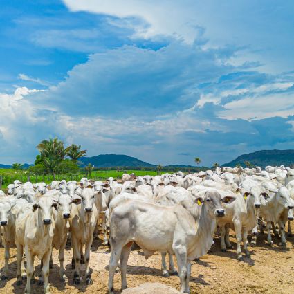 O rumo da agropecuária em um país anfitrião da COP 30