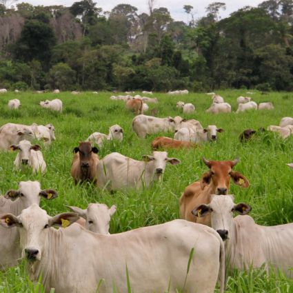 Emissões de metano do Brasil sobem 6% em quatro anos