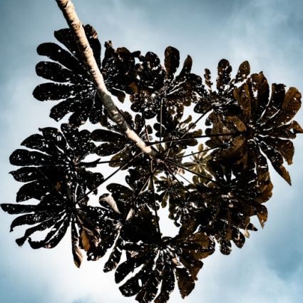 Navegando no Regulamento da União Europeia sobre Desmatamento (EUDR)