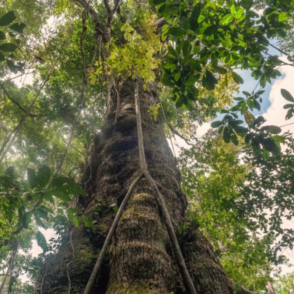 Verificação com propósito: integridade socioambiental no mercado de carbono florestal