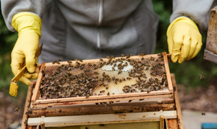 Pela primeira vez nas Américas, produção de mel na Serra Catarinense é reconhecida pela certificação do FSC® 