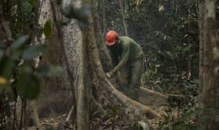 Estudo inédito prova a efetividade das concessões florestais na contenção do desmatamento e na geração de emprego e renda