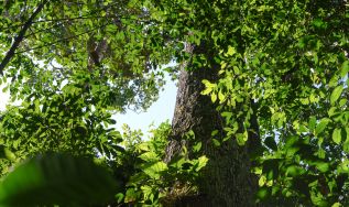 Em sua terceira edição, G_DeZ 2026 lança edital para formar líderes pelo Desmatamento Zero na Amazônia