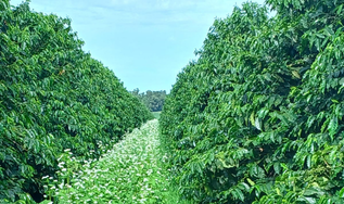 Agricultura regenerativa: entenda o que é, seus princípios e técnicas