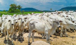 Análise do Imaflora aponta potencial de ganhos ambientais e climáticos com o Cheque Pecuária lançado pelo estado do Pará