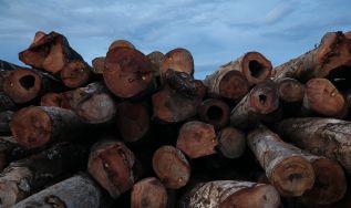 Exploração madeireira ilegal em Rondônia cai para 21%, mas quase metade ainda acontece em áreas protegidas