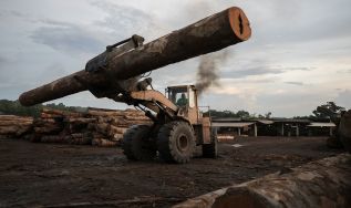 Exploração madeireira no Acre recua 49% e ocorre 100% em áreas autorizadas, aponta Rede Simex