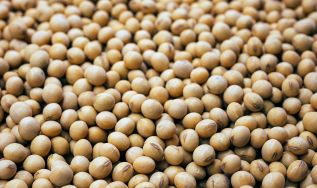 Moratória da Soja: saída de traders aumenta riscos reputacional, ambiental e climático