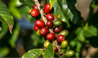 Cadeias produtivas: o que são, tipos, desafios e soluções