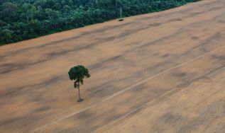 Comunicado conjunto de organizações da sociedade civil sobre a Moratória da Soja