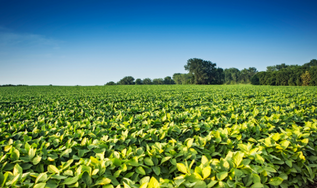 Agricultura regenerativa: prática avança  e ganha força na cadeia da soja