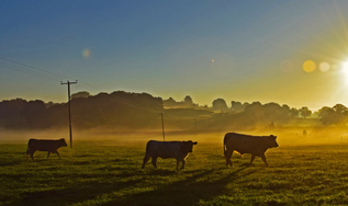 Brasil tem potencial para reduzir 28% das emissões de metano até 2035, mostra artigo publicado pelo Imaflora