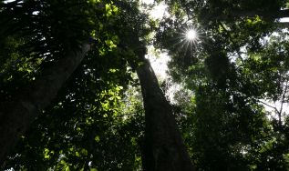 Recursos das concessões florestais vão financiar projetos de conservação florestal