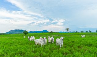 Plano Clima para o agronegócio reúne políticas consolidadas e acenos a uma transição climática mais inclusiva para o setor